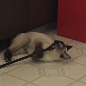 SASSY- My beautiful Girl